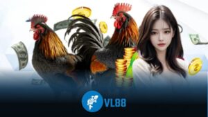 Đá Gà Online VL88 | Xem Trực Tiếp, Cá Cược Nhanh, Tỷ Lệ Cao