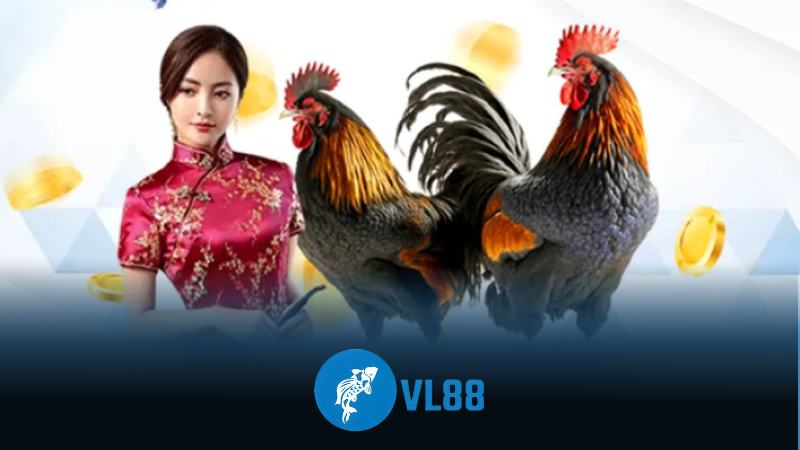 Luật tham gia đá gà online VL88 chi tiết tại nhà cái đổi thưởng